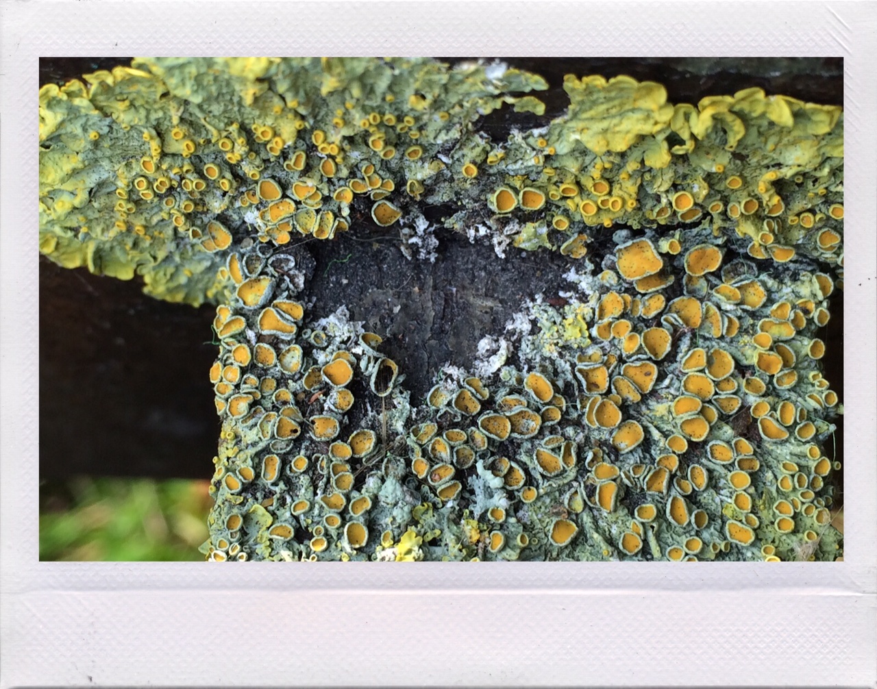 Jennifer Michie Lichen